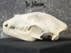 Alaskan Kodiak bear BRONZE award skull for sale SKU 2197 - Image 6