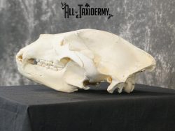Alaskan Kodiak bear BRONZE award skull for sale SKU 2197 - Image 5