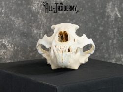 Alaskan Kodiak bear BRONZE award skull for sale SKU 2197 - Image 4