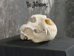 Alaskan Kodiak bear BRONZE award skull for sale SKU 2197 - Image 3
