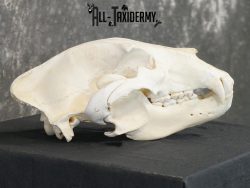 Alaskan Kodiak bear BRONZE award skull for sale SKU 2197 - Image 2
