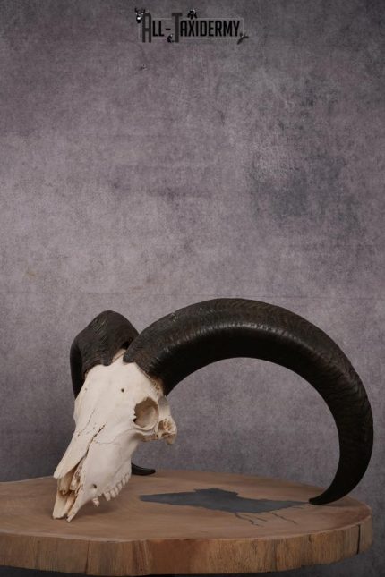 African Aoudad taxidermy skull SKU 2513