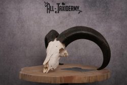 African Aoudad taxidermy skull SKU 2513 - Image 11