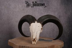 African Aoudad taxidermy skull SKU 2513 - Image 10