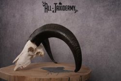 African Aoudad taxidermy skull SKU 2513 - Image 9