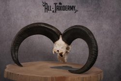 African Aoudad taxidermy skull SKU 2513 - Image 8