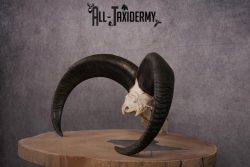 African Aoudad taxidermy skull SKU 2513 - Image 7