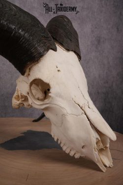 African Aoudad taxidermy skull SKU 2513 - Image 5