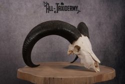 African Aoudad taxidermy skull SKU 2513 - Image 3