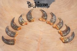 Grizzly Bear front claws SKU 2334.1