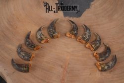 Grizzly Bear front claws SKU 2334.1 - Image 4