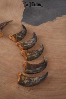 Grizzly Bear front claws SKU 2334.1 - Image 3