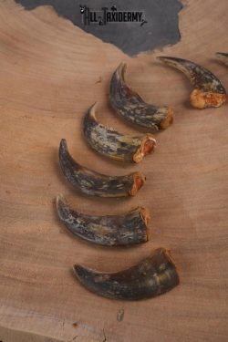 Grizzly Bear front claws SKU 2334.1 - Image 2