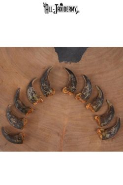 Grizzly Bear front claws SKU 2334.1 - Image 5