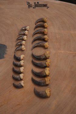 Body black bear Claws SKU 2321 - Image 4