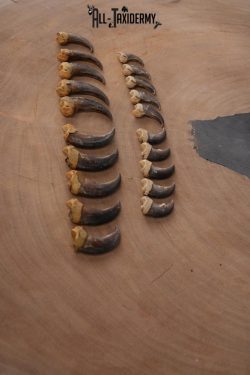 Body black bear Claws SKU 2321 - Image 3