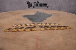 Body black bear Claws SKU 2321 - Image 2