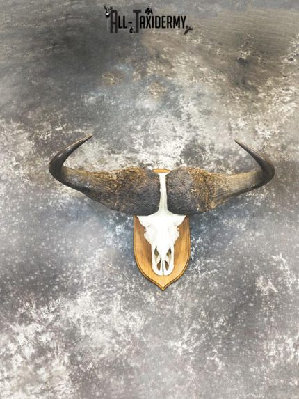 43" African Cape buffalo taxidermy skull SKU 2238