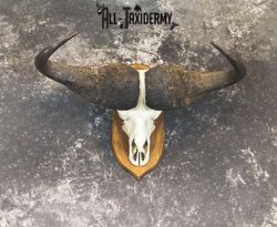 43" African Cape buffalo taxidermy skull SKU 2238 - Image 2