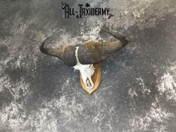 43" African Cape buffalo taxidermy skull SKU 2238 - Image 6