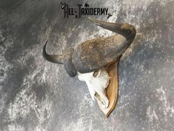 43" African Cape buffalo taxidermy skull SKU 2238 - Image 5