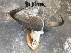 43" African Cape buffalo taxidermy skull SKU 2238 - Image 4