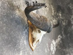 43" African Cape buffalo taxidermy skull SKU 2238 - Image 3