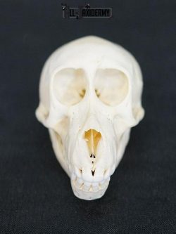 African Chacma Baboon taxidermy skull adolescent SKU 2229 - Image 2