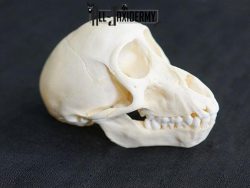 African Chacma Baboon taxidermy skull adolescent SKU 2229 - Image 4