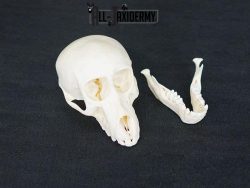 African Chacma Baboon taxidermy skull adolescent SKU 2229 - Image 3
