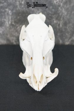Boar taxidermy skull SKU 2252