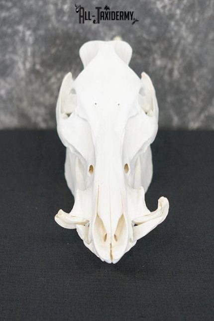 Boar taxidermy skull SKU 2252