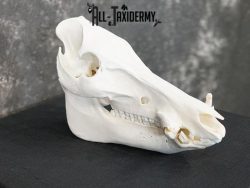 Boar taxidermy skull SKU 2252 - Image 4