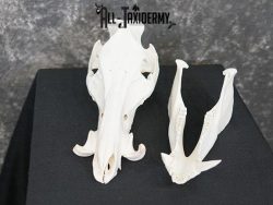 Boar taxidermy skull SKU 2252 - Image 3