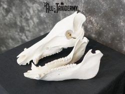 Boar taxidermy skull SKU 2252 - Image 2