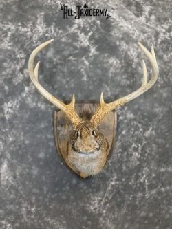 8 Point Jackalope taxidermy mount SKU 2285 - Image 2