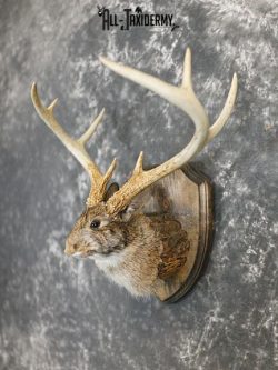 8 Point Jackalope taxidermy mount SKU 2285 - Image 7