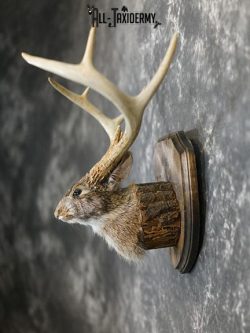 8 Point Jackalope taxidermy mount SKU 2285 - Image 6