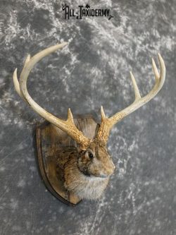 8 Point Jackalope taxidermy mount SKU 2285