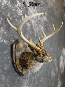 8 Point Jackalope taxidermy mount SKU 2285 - Image 5