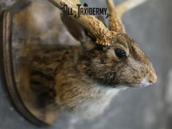 8 Point Jackalope taxidermy mount SKU 2285 - Image 4