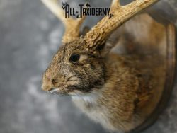 8 Point Jackalope taxidermy mount SKU 2285 - Image 3