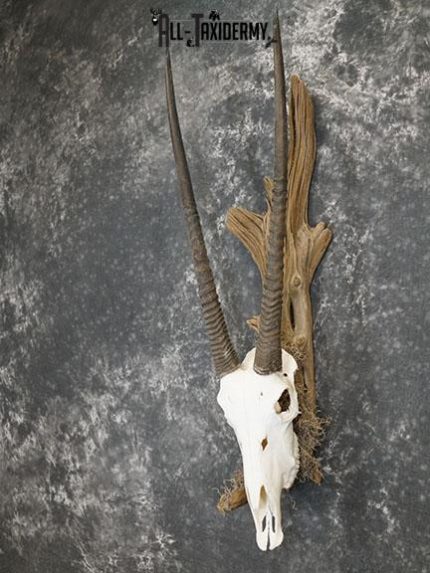 Gemsbok taxidermy skull SKU 2344
