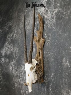 Gemsbok taxidermy skull SKU 2344 - Image 7