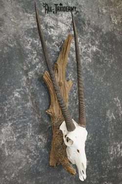 Gemsbok taxidermy skull SKU 2344 - Image 6
