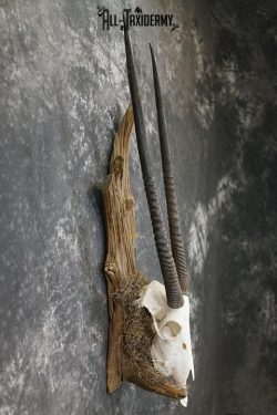 Gemsbok taxidermy skull SKU 2344 - Image 5