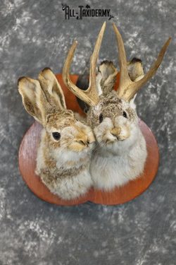 Jackalope pair his and hers taxidermy mount SKU 2314