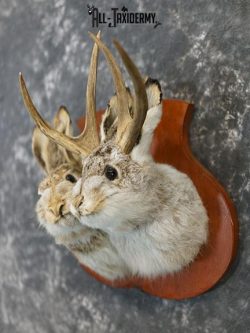 Jackalope pair his and hers taxidermy mount SKU 2314 - Image 2