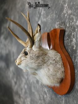Jackalope pair his and hers taxidermy mount SKU 2314 - Image 5