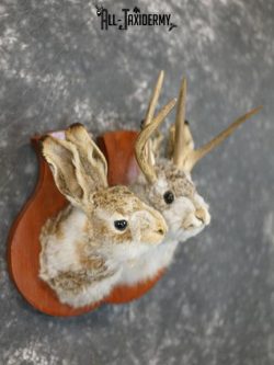 Jackalope pair his and hers taxidermy mount SKU 2314 - Image 4